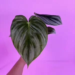 Philodendron Pastazanum x Plowmanii | Hybrid Philodendron | Rare