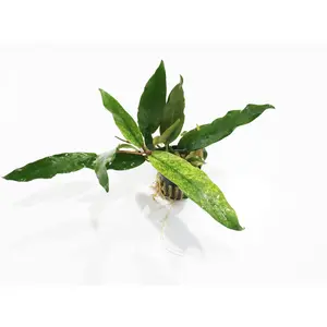 Anubias Minima "Variegated" (WOW Anubias)