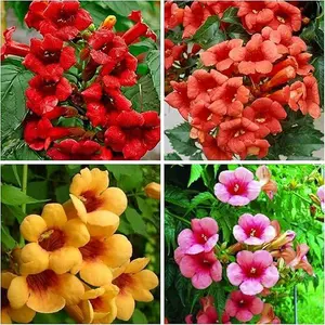 50+ Mixed Trumpet Vine Seeds for Planting - Hummingbird Trumpet Vine Seeds