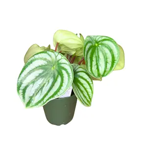 4" Watermelon Peperomia – Peperomia Argyreia – Live Plant