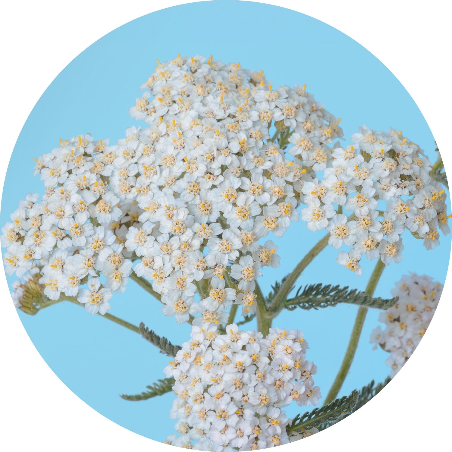 Sz Essentials | Blue Yarrow Essential Oil - Rich Floral & Herbaceous Scent, with Earthy Overtones - 100% Pure and Natural - 0.22 Fl (6.5ml) Sz Essentials | Blue Yarrow Essential Oil - Rich Floral & Herbaceous Scent, with Earthy Overtones - 100% Pure and Natural - 0.22 Fl (6.5ml)