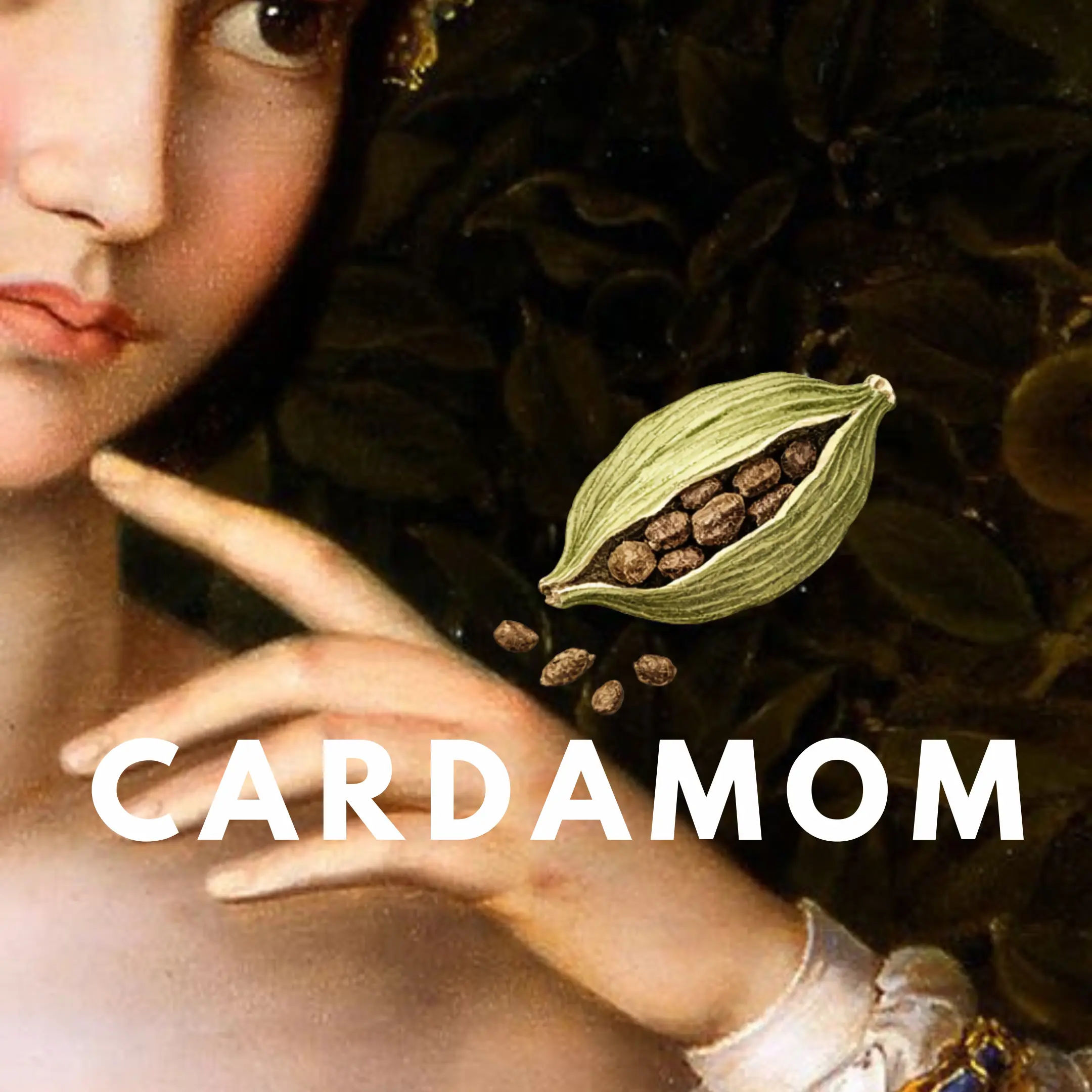 Cardamom - Solid Fragrance Pod - Aroma & Floral Scented Freshener - Set of 4 with Fresh Green Pods