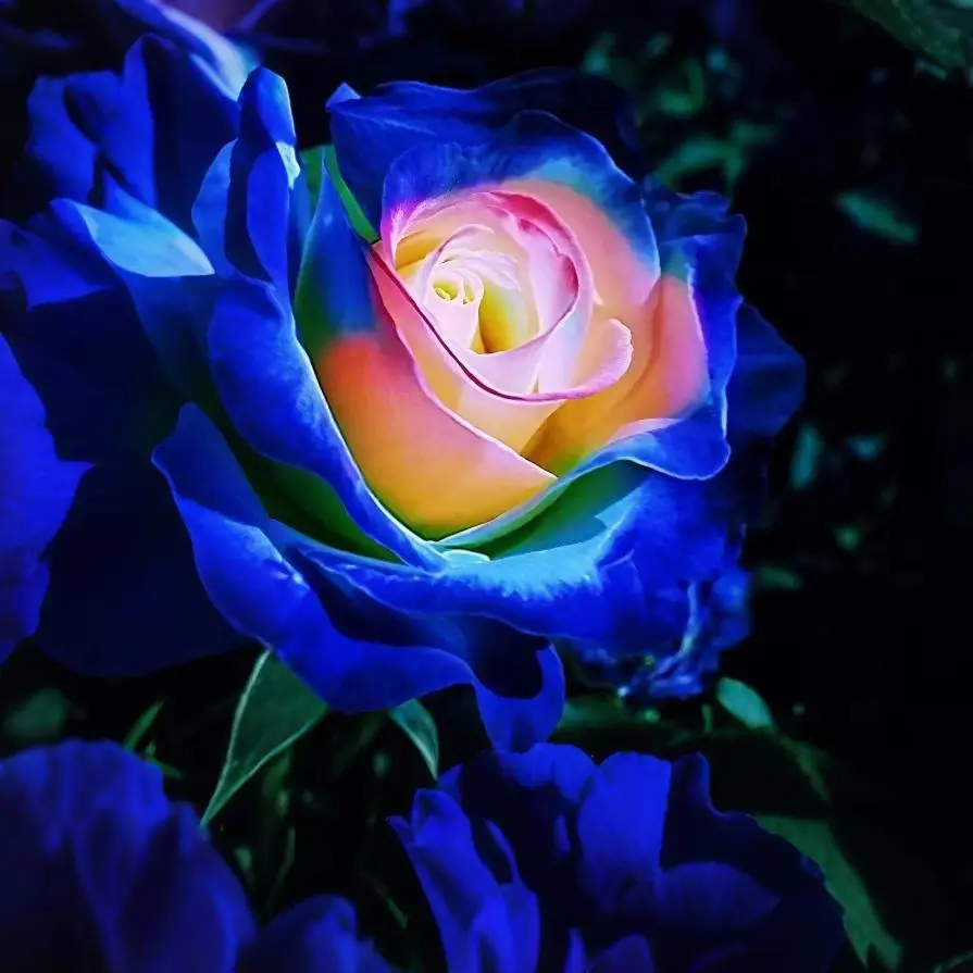 Rare Blue & Pink Hybrid Perennial Rose Seeds (200+ PCS) - Easy Planting Shrub for Gardeners, Unique Blooms, Quick Growth, Strong Root System, Bag with Planting Instructions Included, Hybrid Perennial Shrub