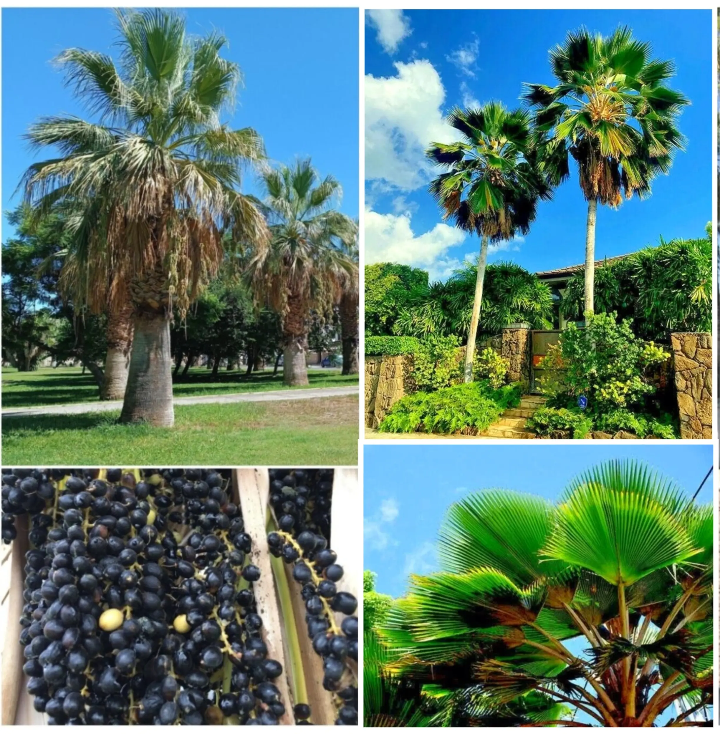 30 Fan Palm Tree Seeds, Washington Filifera, Fast Growing Evergreen Plant