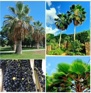 30 Fan Palm Tree Seeds, Washington Filifera, Fast Growing Evergreen Plant