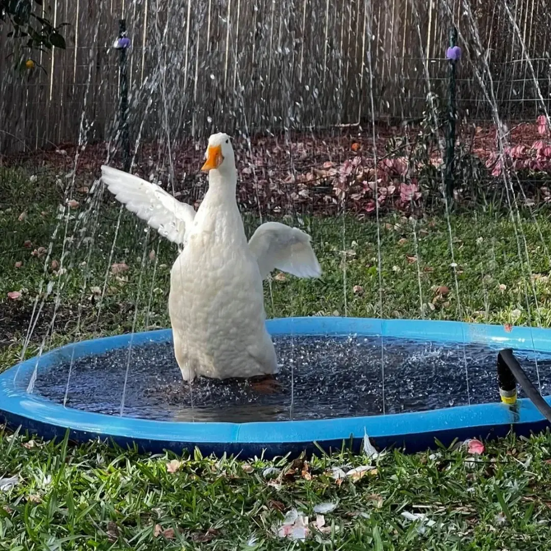 Pet Splash Paradise: Non-Toxic PVC Water Pad for Dogs and Ducks