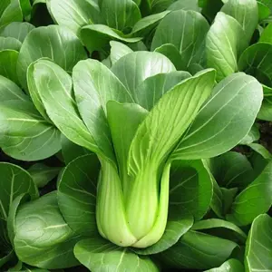 500pcs Baby Bok Choy Seeds， Dwarf Pak Choy Asian Vegetable Chinese Cabbage Seeds，Non-GMO