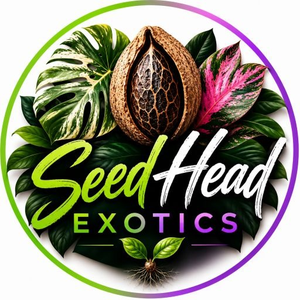 Seed Head Exotics
