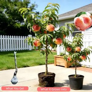 Heirloom Peach Tree – Non-GMO, Healthy Roots, Easy to Grow, Suitable for Pot or Ground, Great for Home Gardeners, Beginner-Friendly Saplings Fruit Live Perennial Compact Fast-Growing Hardy