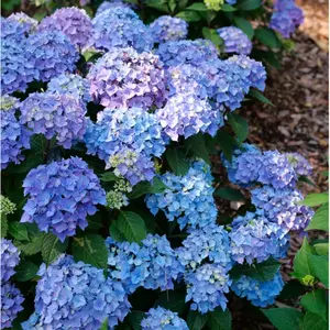 Let's Dance® Lovable Hydrangea