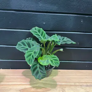 Goeppertia zebrina Calathea 4 inch pot