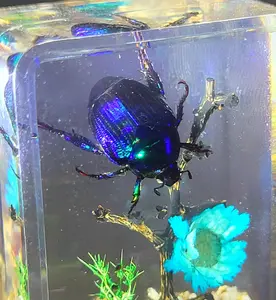 44mm Real Blue Japanese Scarab Fruit Beetle on Brazil Star Flower in Clear Lucite Resin Garden Scenery Diorama Decor Specimen Preserved Mimela Splendens Insect Taxidermy Crafts Display Collection