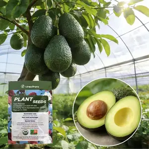 Hass Avocado Tree Seeds & Grafted Saplings, High Germination Rate, Cold Resistant, Indoor Outdoor Potted & Ground Planting, Fruiting in Same Year Annual
