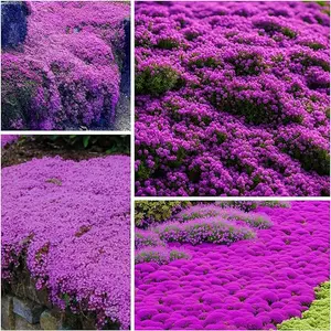 1000 pcs Magic Purple Creeping Thyme Seeds for Planting Ground Cover Plants Heirloom Flowers Perennial Thyme Non-GMO Thymus Serpyllum Seed