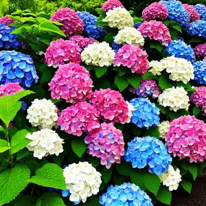 Garden Plants Seeds Large Hydrangea Seeds 50Pcs Mixed Colour  Flowers Multi-ColorFour-Season Blossoms Outdoor Garden Dwarf