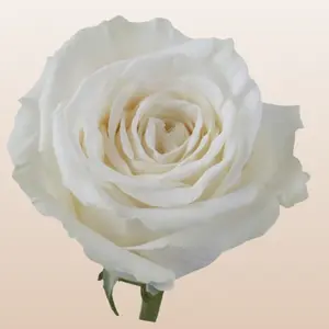 Playa Blanca Roses Pure White Premium Ecuador Import Medium Bloom 5.7-6.0cm 62 Petals 50cm Length 25-stem Bunches Fresh Bud Form