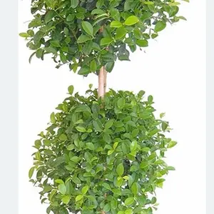 Eugenia 2-Ball Topiary