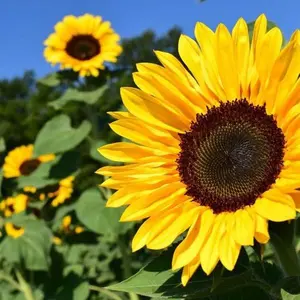 Peredovik Yellow Sunflower Seeds - 50 Seeds for Tall 5-7 Ft Blooms with Dark Centers - Easy to Grow Annual Garden Plants for Wildlife Attraction