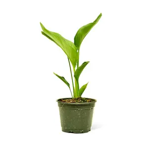 White Bird of Paradise, Medium