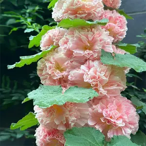 100+ Mixed Hydrangea Seeds for Planting Fast Growing Shrub Flowers Bush Plants Beautiful Smell Outdoor Garden Decor Home Pink Blossoms