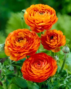 Orange Ranunculus Corms – Corms for Planting - Bring a Burst of Color to Your Garden or Bouquet