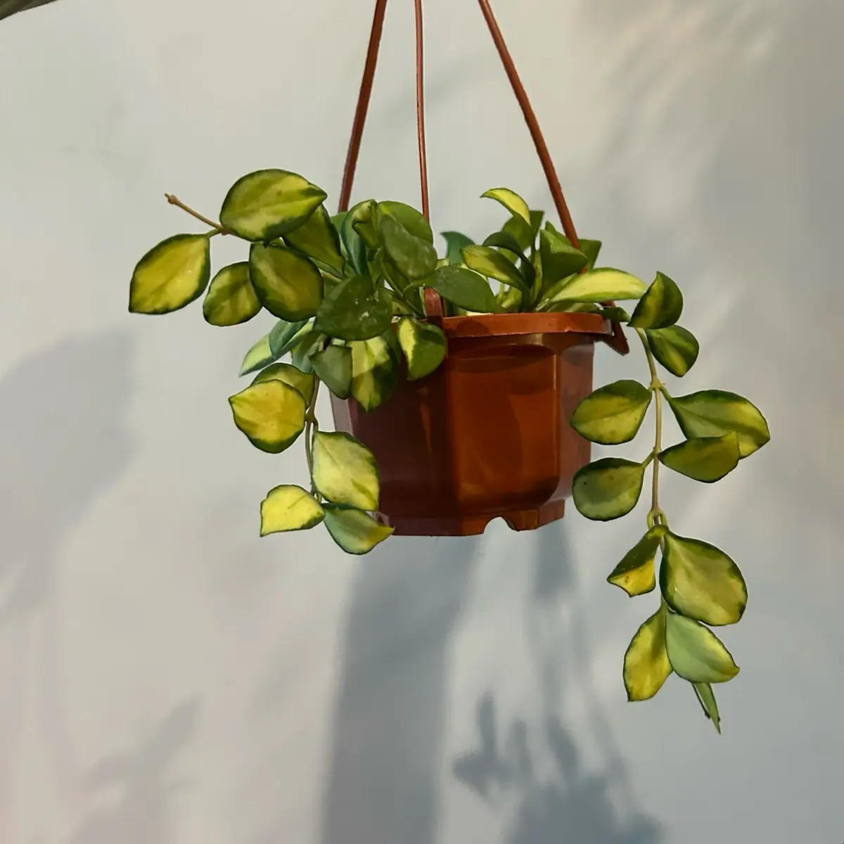 hoya heuschkeliana variegata