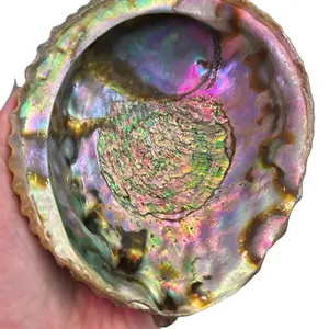 Natural Abalone Shell, beach, smudge bowl,  Decorative Table