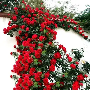 100Pcs Mix Climbing Rose Rosa Bush Vine Climber Fragrant Butterfly Flower Seeds