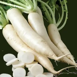 Radish Seeds - White Icicle | 200 Seeds