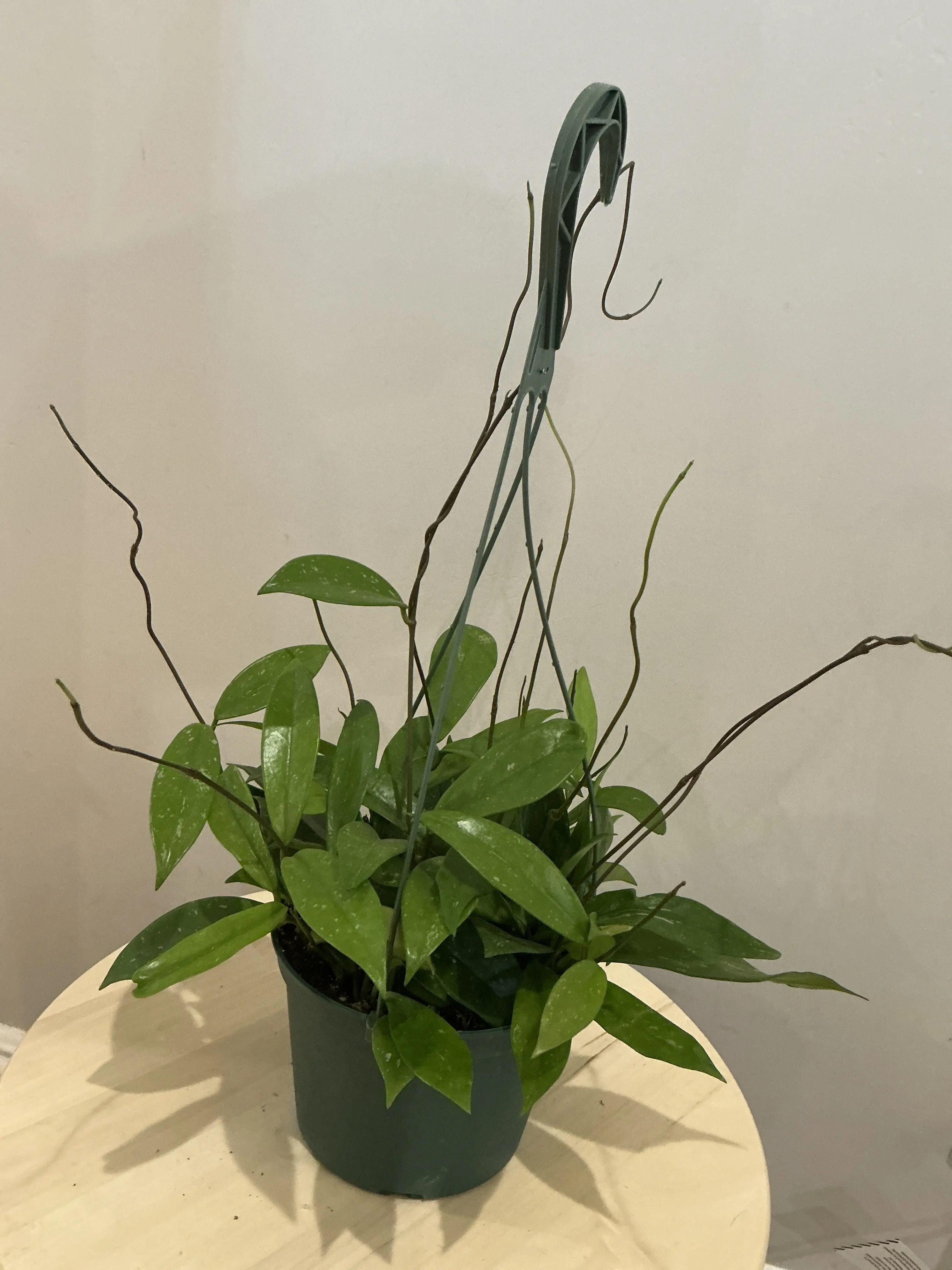 6’’ Hoya Publicalyx