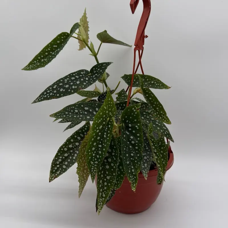 Begonia White Spot 8" Pot Live House Plant Rare Tropical Indoor Plant  Unique Spotted Leaves Easy Care for Beginners - TikTok Shop