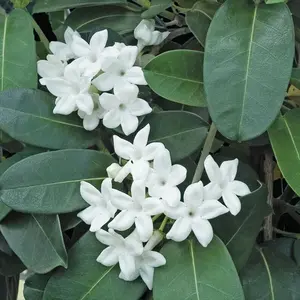 1 Madagascar jasmine Plant- GREEN LEAF STEPHANOTIS - Small Rooted STARTER Plant- Fragrant ship in pot 2" to 5" tall