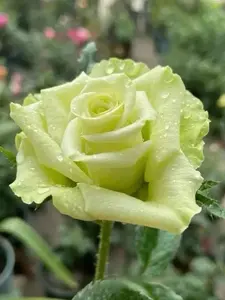 Rare Rose【Green Planet 】SPEbegro ｜1.5 Gal Own Root| | New Varieties| Japanese Spek Nurseries| Rain-Resistant| Wavy| Niche |Live Plant| Bare Root| Rosa| popular|  Exquisite| Flower| Trendy バラ|