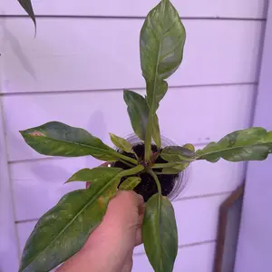 philodendron ring of fire