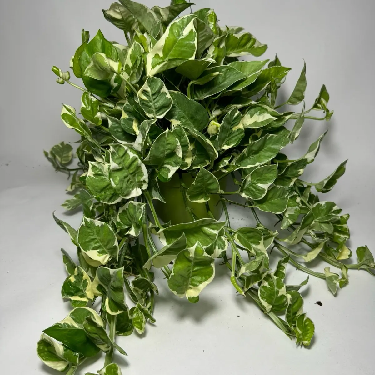 Pothos N JOY 6 inch pot Indoor House Plant Pothos N JOY 6 inch pot Indoor House Plant