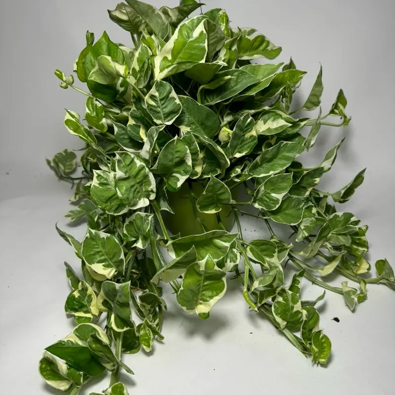 benefits of pothos plant - TikTok Shop