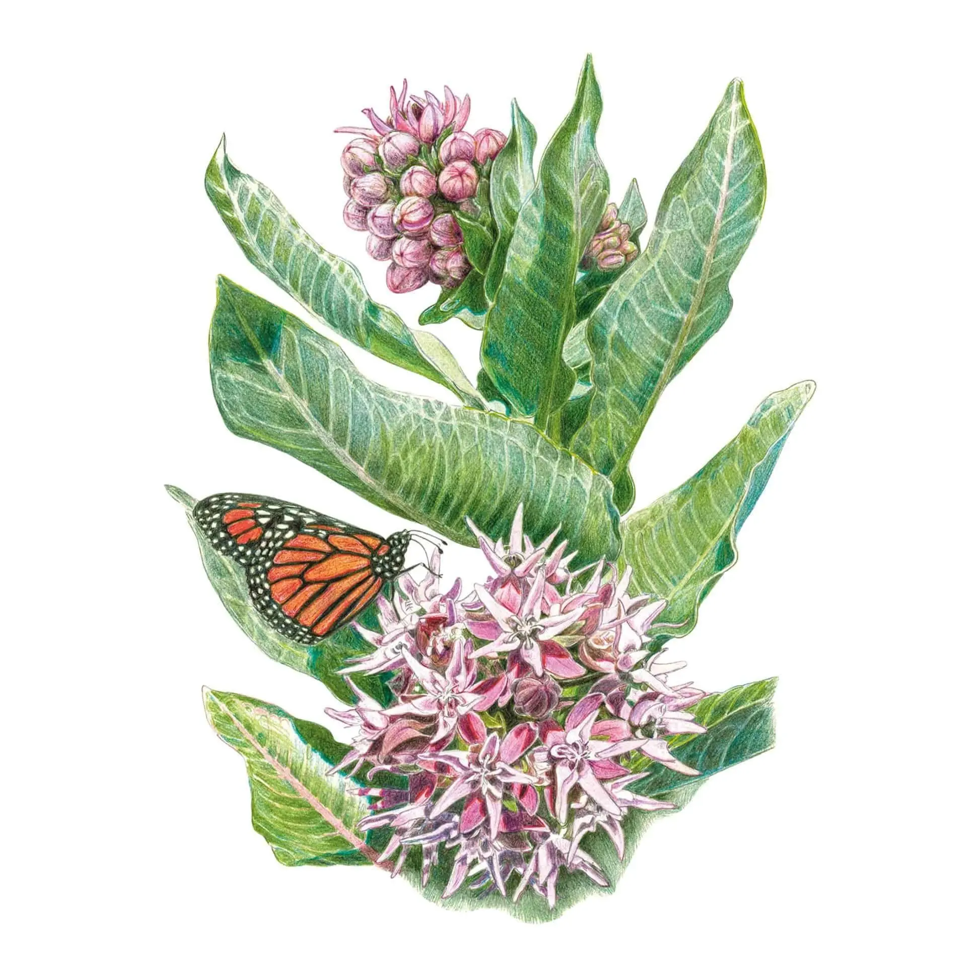 Showy Milkweed/Butterfly Flower Seeds Showy Milkweed/Butterfly Flower Seeds
