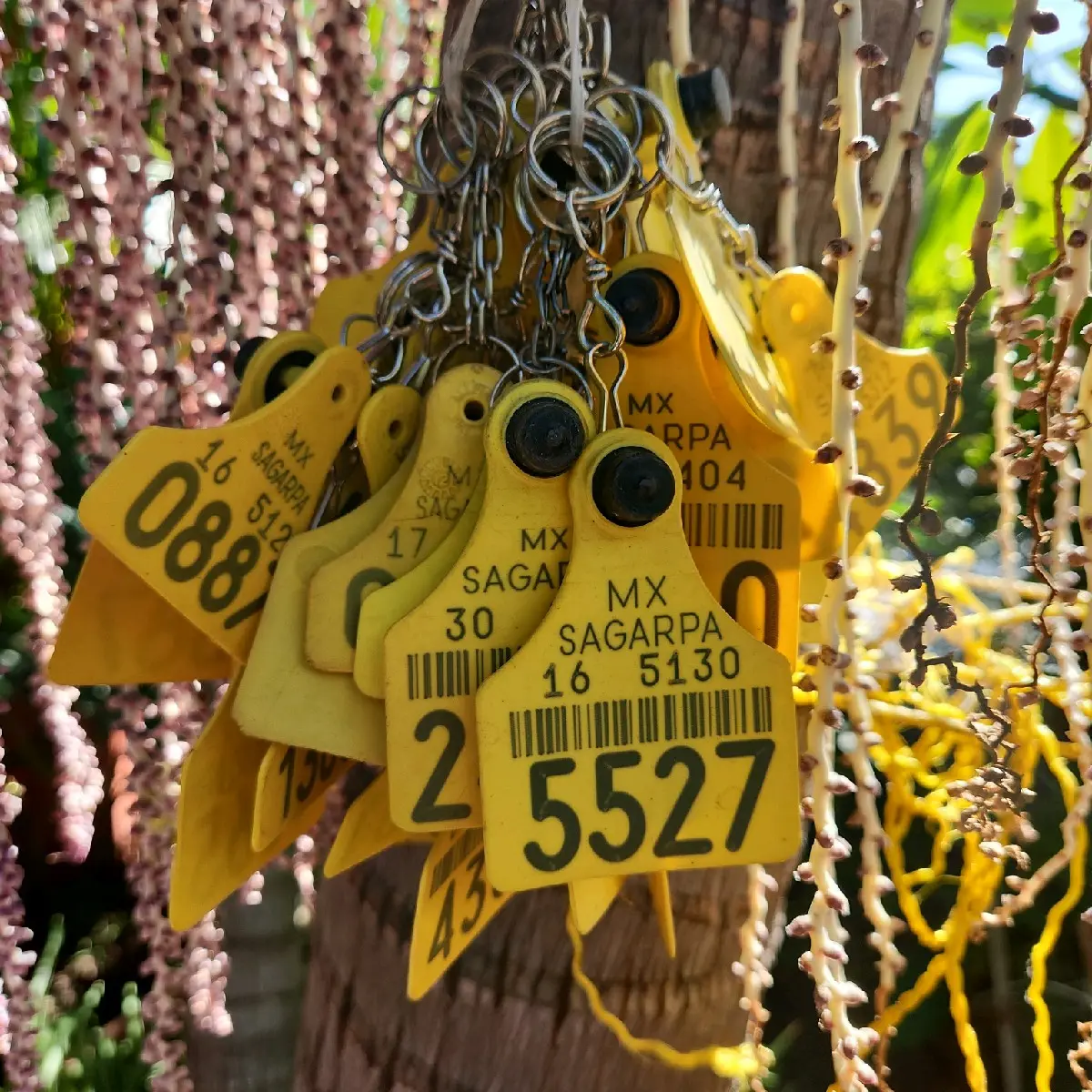 Cattle Tag Keychains | Llaveros de aretes de vaca