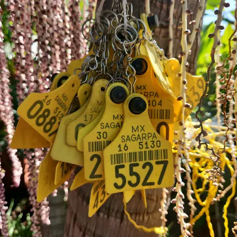 Cattle Tag Keychains | Llaveros de aretes de vaca