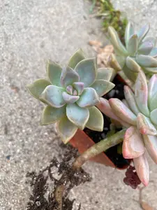 2 inch Ghost Plant|gift|succulents|plants|garden|