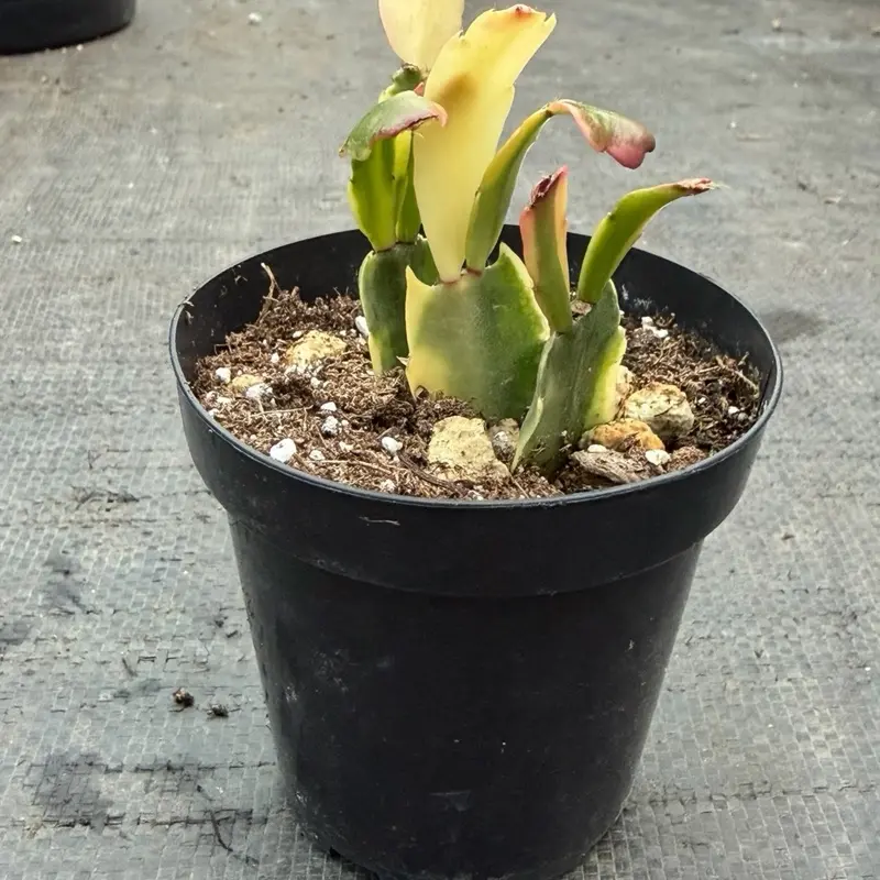 dracaena marginata 'bicolor' Madagascar Dragon Tree for Sale