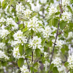 Saskatoon Serviceberry – Live Bare Root, 1–2 ft | Amelanchier spp.