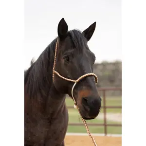Brown and Tan Lariat Noseband Mule Tape Halter