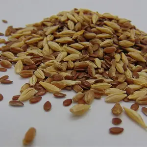 MAI'S FAMILY Organic Cat Grass Seeds - Seed Blend for Healthy Pets Spring Growing Season Year-round Indoor Cultivation Easy to Grow