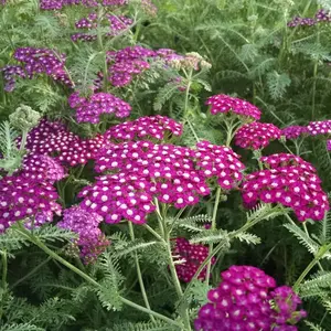 New Vintage Violet Yarrow