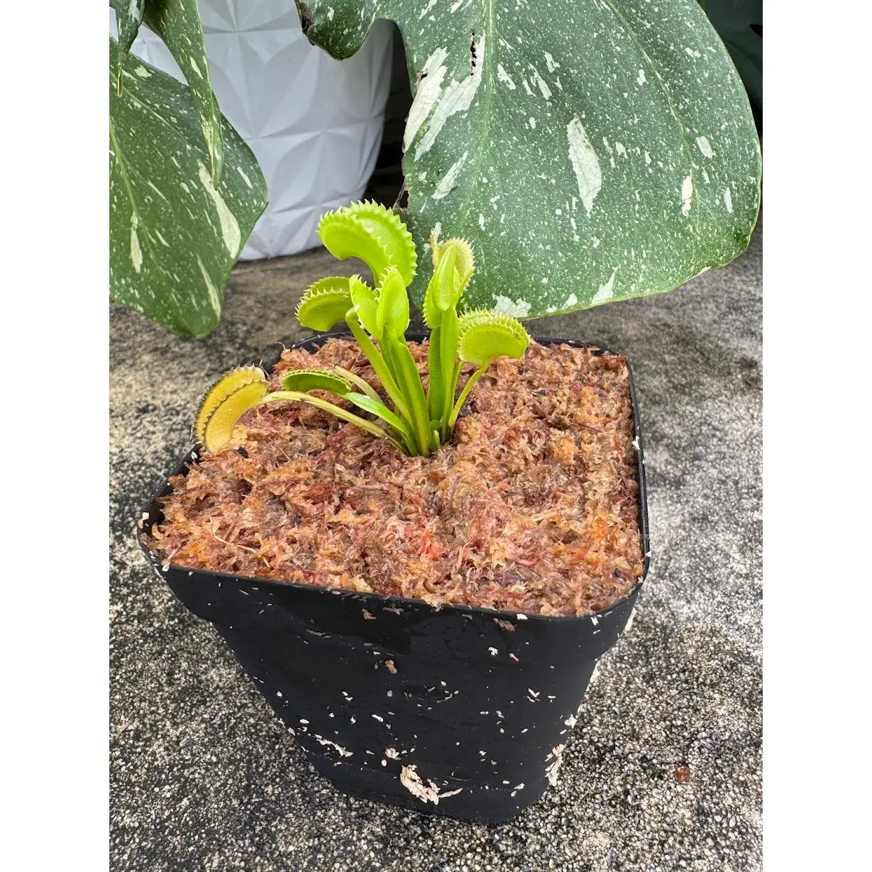 Venus Flytrap (Dionaea Muscipula) Dente in a 3.5" pot