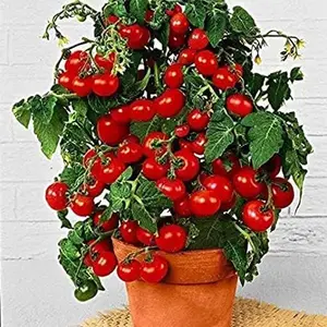 Dwarf Bush Cherry Tomato Seeds for Planting - 100+ Seeds - Amazing Taste - Great for Salads
