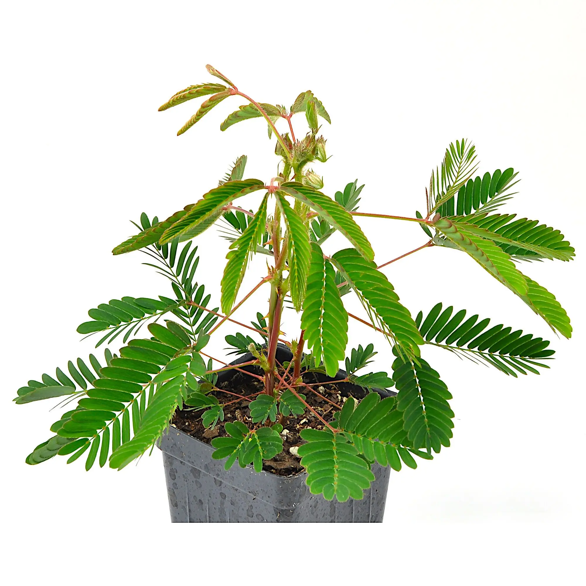 Mimosa pudica, Sensitive Plant, Touch-Me-Not, Bashful, Houseplant, Live Flowering Perennial with Foliage that Moves When Touched or Brushed