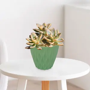 Variegated Ghost Plant - Graptopetalum Paraguayense Variegata