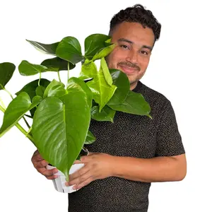 6" XL Monstera Deliciosa, Beginner Friendly Live Houseplant, Indoor Plant